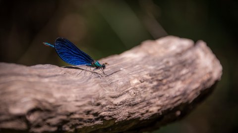 hiking-polilimnio-waterfalls-archery-greece-messinia-πεζοπορία-καταρράκτες.jpg5