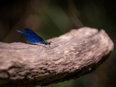 hiking-polilimnio-waterfalls-archery-greece-messinia-πεζοπορία-καταρράκτες.jpg5