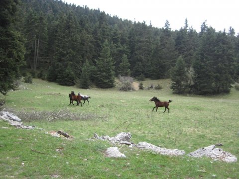 mainalo-trail-hiking-greece-πεζοπορια.jpg9