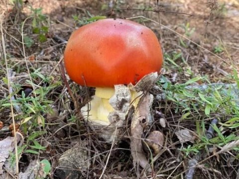 mushroom-tour-pavliani-fthotida-μανιταρια.jpg11