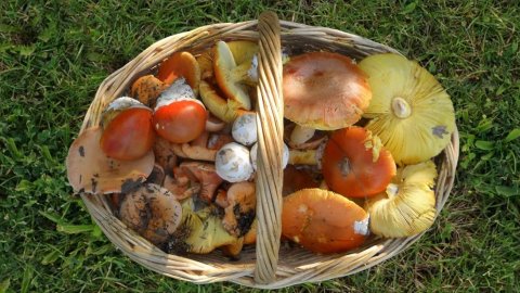 Mushroom Excursion in Pavliani, Fthiotida