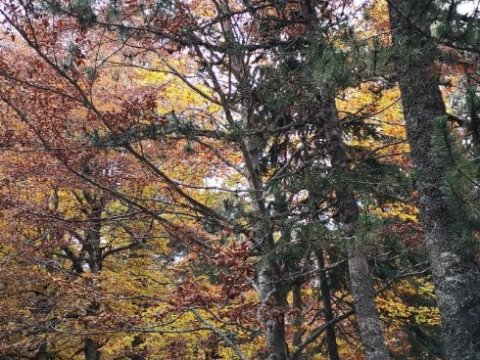 grammos-hiking-greece-πεζοπορια-4χ4-offroad.jpg2