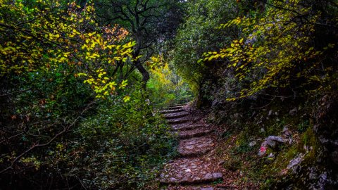 πεζοπορια-λουσιος-δημητσανα-hiking-lousios-gorge-dimitsana-greece.jpg3