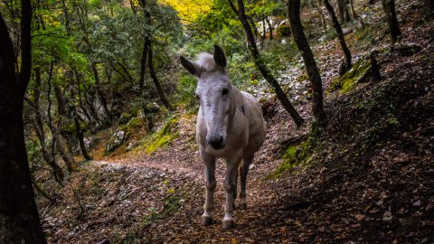 πεζοπορια-λουσιος-δημητσανα-hiking-lousios-gorge-dimitsana-greece.jpg2