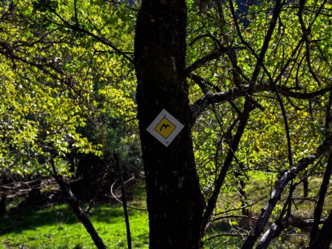 mainalo-elati-vytina-hiking-greece-πεζοπορια (4)