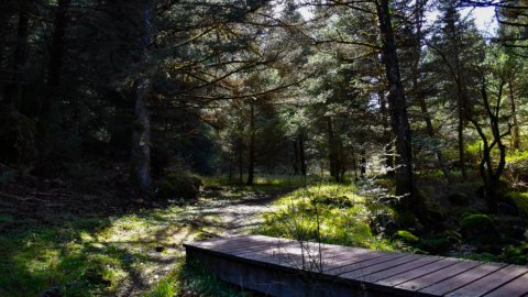 mainalo-elati-vytina-hiking-greece-πεζοπορια (5)