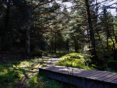 mainalo-elati-vytina-hiking-greece-πεζοπορια (5)