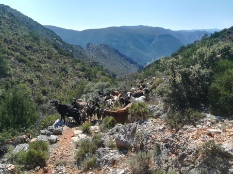 Hiking-Leonidio-Path-Parnon-Trail-Arcadia-greece-πεζοπορια-λεωνιδιο.jpg5