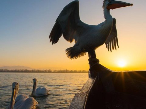 Βαρκάδα-λίμνη-Κερκίνη-Boat-Ride-Lake-Kerkini-greece.jpg3