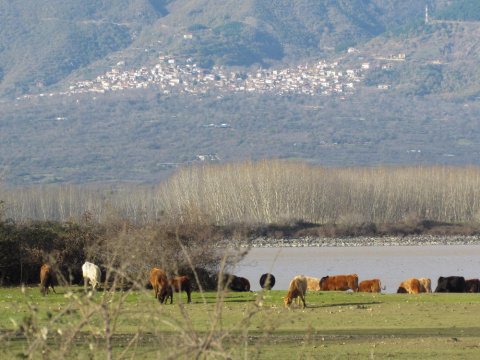 Βαρκάδα-λίμνη-Κερκίνη-Boat-Ride-Lake-Kerkini-greece.jpg9