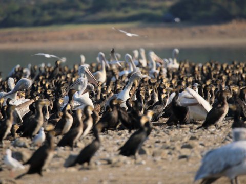 bird-watching-kerkini-lake-greece-παρατητηση-πουλιων.jpg12