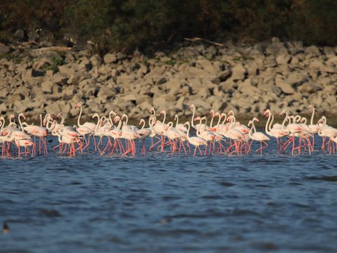 bird-watching-kerkini-lake-greece-παρατητηση-πουλιων.jpg9