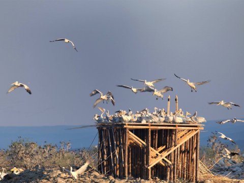 bird-watching-kerkini-lake-greece-παρατητηση-πουλιων.jpg8