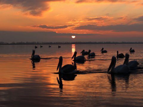 bird-watching-kerkini-lake-greece-παρατητηση-πουλιων.jpg6