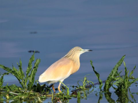 bird-watching-kerkini-lake-greece-παρατητηση-πουλιων.jpg5