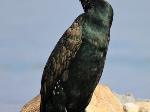 bird-watching-kerkini-lake-greece-παρατητηση-πουλιων.jpg4