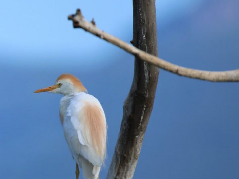 bird-watching-kerkini-lake-greece-παρατητηση-πουλιων.jpg3