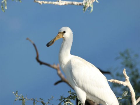 bird-watching-kerkini-lake-greece-παρατητηση-πουλιων.jpg2