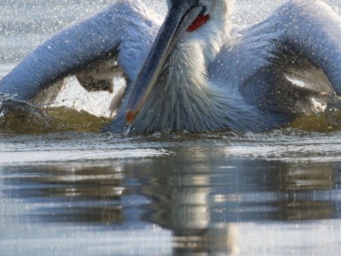 bird-watching-kerkini-lake-greece-παρατητηση-πουλιων