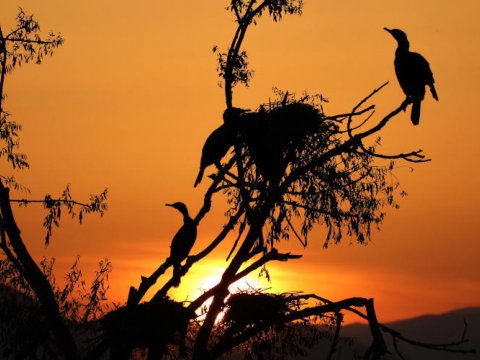 bird-watching-kerkini-lake-greece-παρατητηση-πουλιων.jpg2 (2)