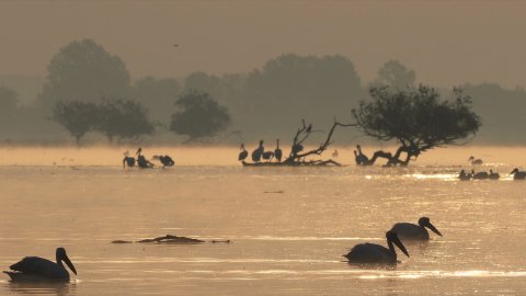 BirdWatching Kerkini Lake