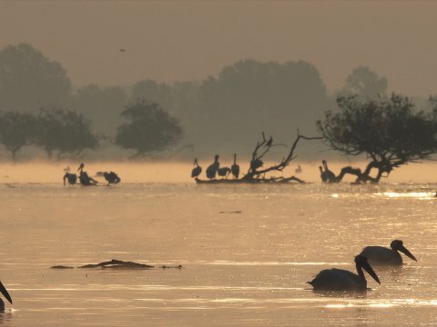 bird-watching-kerkini-lake-greece-παρατητηση-πουλιων.jpg2 (3)