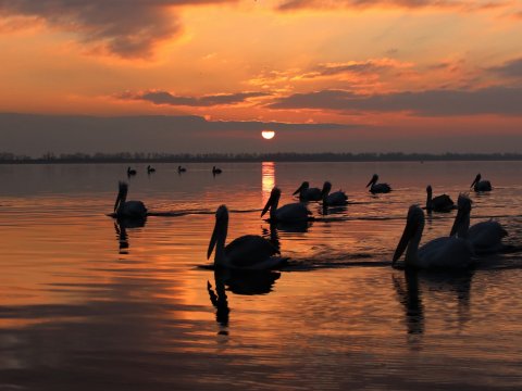 kerkini-lake Birds-Landscape-Photography-Boat-greece.jpg7