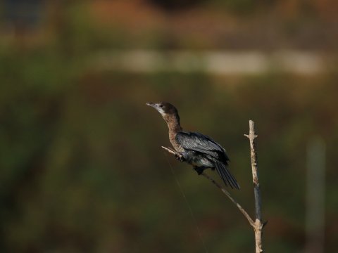 kerkini-lake Birds-Landscape-Photography-Boat-greece.jpg5