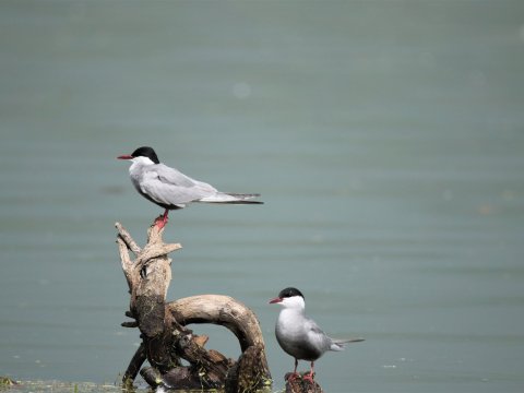 kerkini-lake Birds-Landscape-Photography-Boat-greece.jpg2