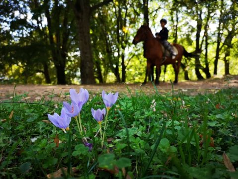 horse0riding-florina-nymfaio-sklithro-greece-ιππασια-αλογα (9)