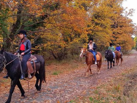 ιππασια-αλογα-horse-riding-elati-arkadia-mainalo (6)