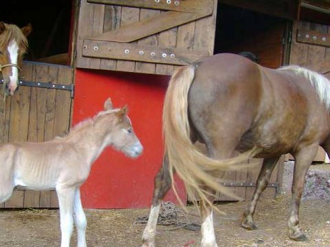 ιππασια-αλογα-horse-riding-elati-arkadia-mainalo (2)