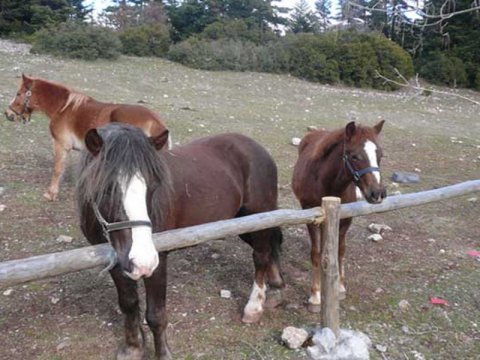 ιππασια-αλογα-horse-riding-elati-arkadia-mainalo (4)