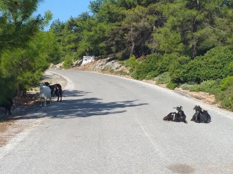 rhodes-4x4-jeep-safari-off-road-adventures-greece (11)