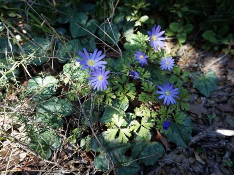 hiking-parnitha-πεζοπορια-παρνηθα-greece (5)