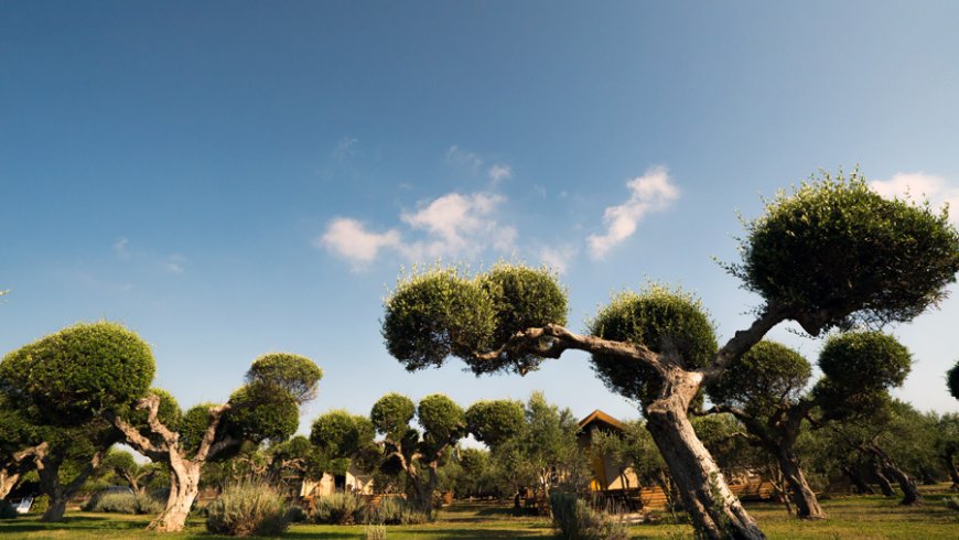 Glambing Tents in Marathopoli Messinia