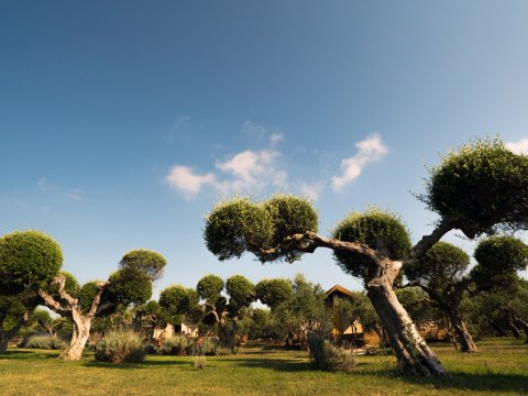 glambing-tents-agrikies-marathopoli-accommodation-messinia-greece-διαμονη (5)