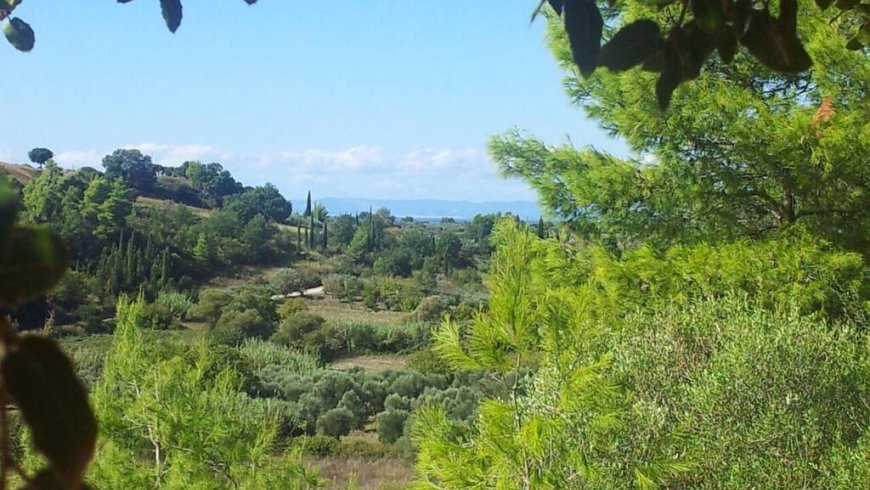 Δενδρόσπιτο κοντά στην Αμαλιάδα