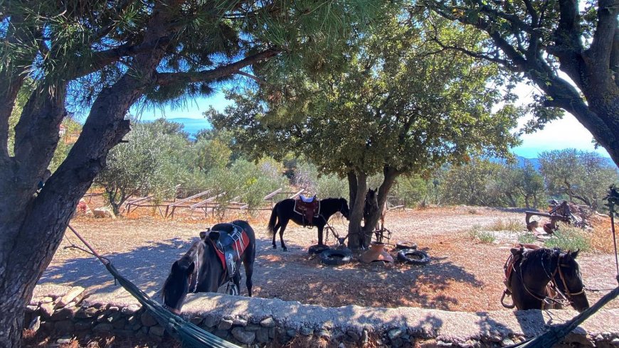 Σπιτάκια σε Οικολογική Φάρμα Πλωμάρι Λέσβος