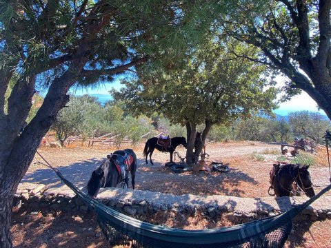 eco-farm-guest-house-plomari-lesvos-greece (28)