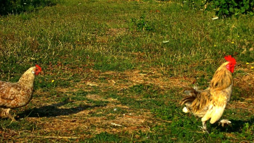 Παραδοσιακά Σπίτια Καλλιθέα Ζάκυνθος