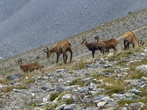 olympus-hiking-greece-trekking-ολυμπος-πεζοπορια (5)