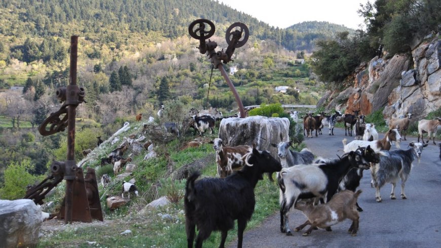 Παραδοσιακό Σπίτι Καστάνιτσα Αρκαδία