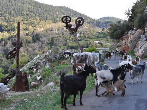 guest-house-traditional-kastanitsa-arcadia-spiti-greece (22)