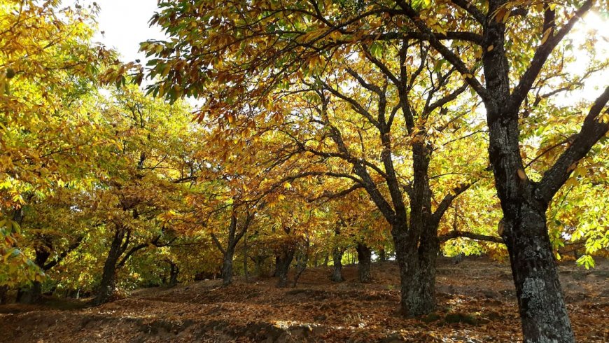 Παραδοσιακό Σπίτι Καστάνιτσα Αρκαδία