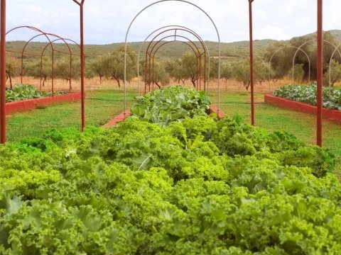 farm-houses-gouves-lakonia-greece-σπιτια-αγροικιες (7)