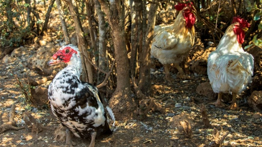 Σπίτια Αγροικίες Γούβες Λακωνίας