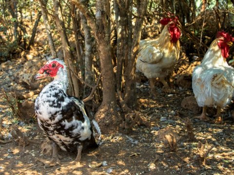 farm-houses-gouves-lakonia-greece-σπιτια-αγροικιες (4)