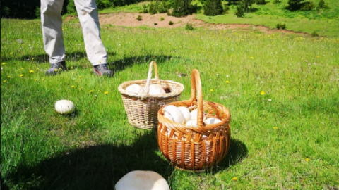 Mushroom Festival Valia Calda & Lakes Flegga