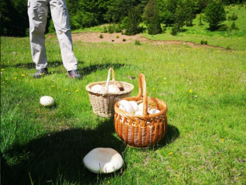 Mushroom Festival Valia Calda & Lakes Flegga